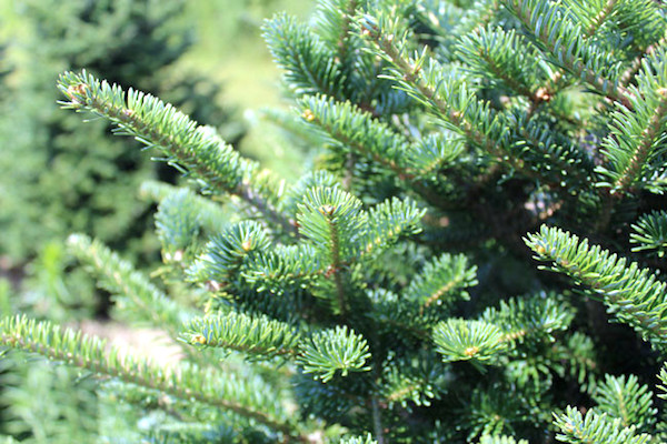 Christmas trees available at Sebastian River High School.
