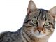 Humane Soceity offering $1 cat neuter surgeries in Vero Beach.