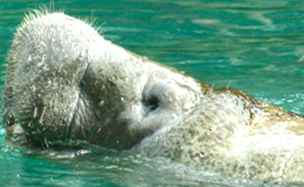 Boaters in Sebastian and Vero Beach are urged to watch for manatees.