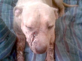 A dog returns home with bullet wounds after being shot an Indian River County Sheriff's deputy.