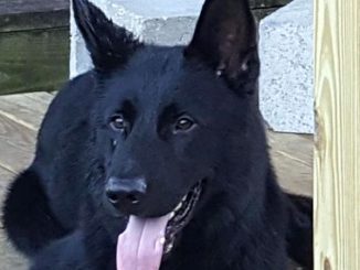 Sebastian Police K-9 named Diesel dies at the Brevard County Courthouse in Melbourne, Florida.