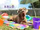 Vero Beach event to pamper our pets with H.A.L.O. and A Pampered Life.