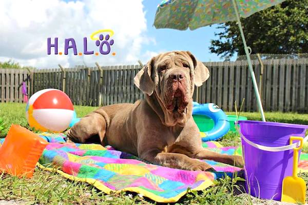 Vero Beach event to pamper our pets with H.A.L.O. and A Pampered Life.