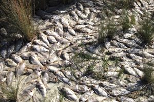 The FWC needs the public's help to monitor fish health.