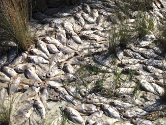 The FWC needs the public's help to monitor fish health.
