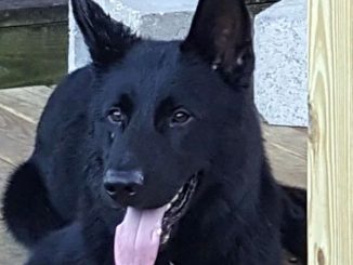 Diesel was a Sebastian Police K-9 who was found dead in the officer's vehicle.
