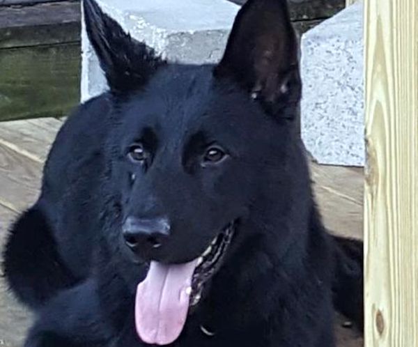Diesel was a Sebastian Police K-9 who was found dead in the officer's vehicle.