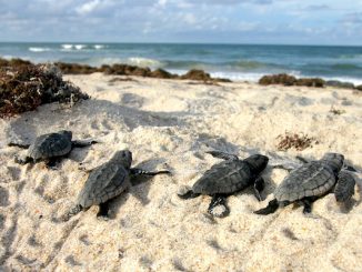 If you spot sea turtle hatchlings in Sebastian, Wabasso or Vero Beach, don't try to help them. Leave them be.