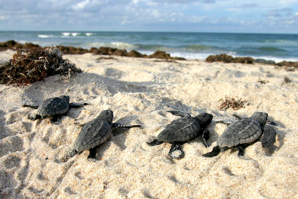 If you spot sea turtle hatchlings in Sebastian, Wabasso or Vero Beach, don't try to help them. Leave them be.
