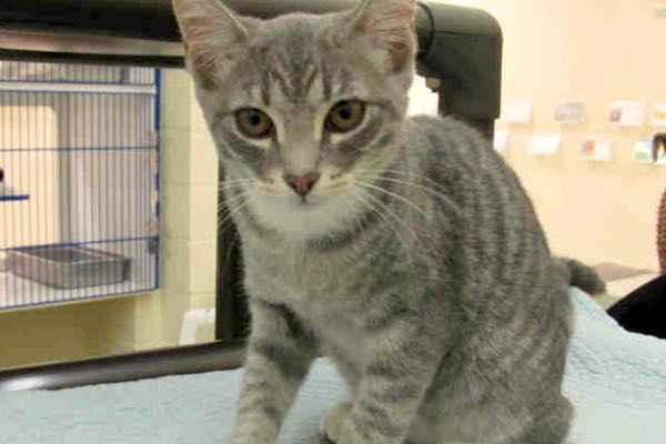 Vero Beach Humane Society waives adoption fees for kittens and cats on August 26.