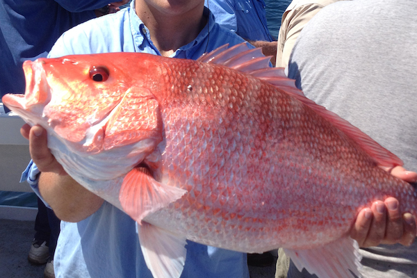 Anglers can help FWC during red snapper season in Sebastian and Vero Beach.