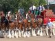 The Budweiser Clydesdales are coming to Vero Beach, Florida.