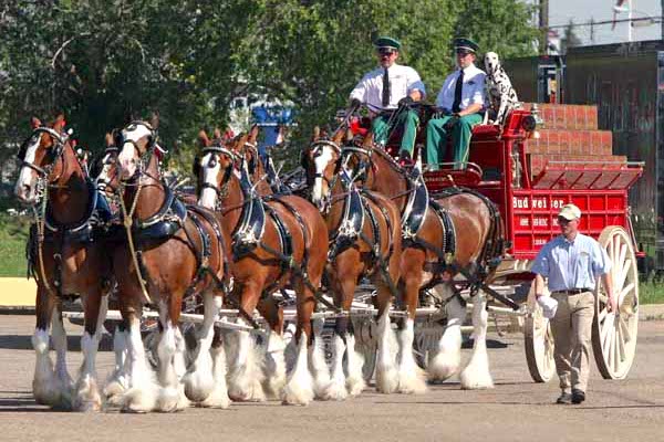 The Budweiser Clydesdales are coming to Vero Beach, Florida.