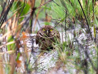 Florida Burrowing Owl. Photo by FWC.