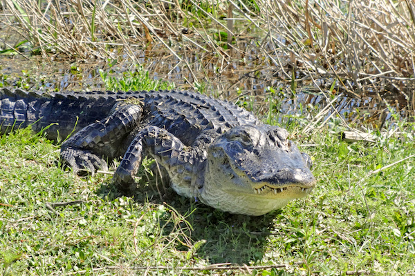 The Florida Fish & Wildlife Conservation Commission (FWC) urges people to keep their distance if they see one. And never feed alligators because it is dangerous and illegal.