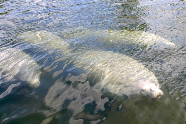 For manatees near Sebastian and Vero Beach, it is the season when they leave their winter refuges and travel along the Atlantic and through inland waters.