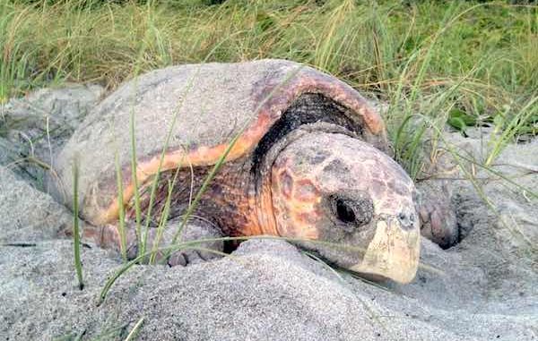 Sea turtles will begin their nesting season in Sebastian and other areas on March 1 and lasts through the end of October. Image credit: FWC
