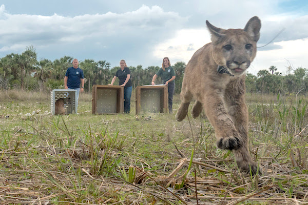 Panther family returns to the wild. Photo by Carlton Ward Jr. in partnership with FWC.