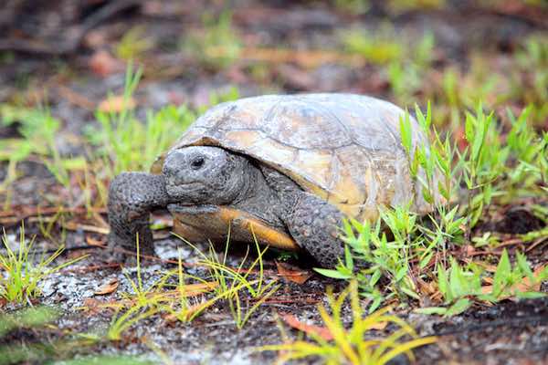 Gopher Tortoise Day is on April 10th.