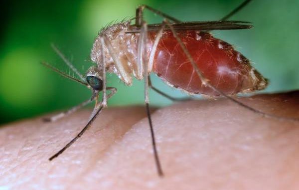 Scientists warn of potential spread of Zika virus by another mosquito species.