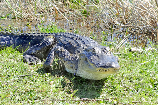 FWC urges people to keep their distance if they see an alligator.