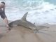 The FWC is gathering public input on shore-based shark fishing.