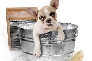 HALO Rescue's dog wash at American Icon Brewery in Vero Beach, Florida.