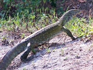 Florida Fish and Wildlife Conservation Commission is taking steps to combat the introduction and spread of these non-native animals.