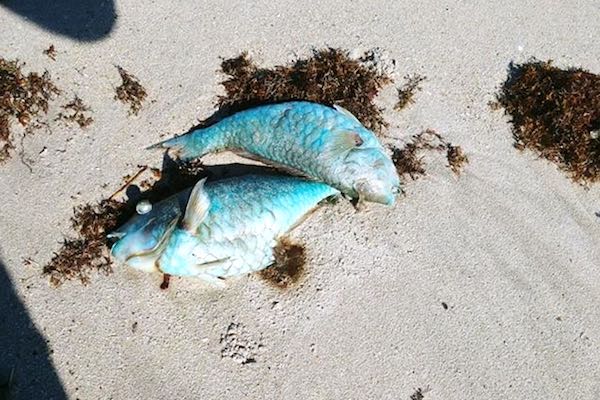 Dead fish caused by Red Tide north of Barber Bridge in Vero Beach, Florida.
