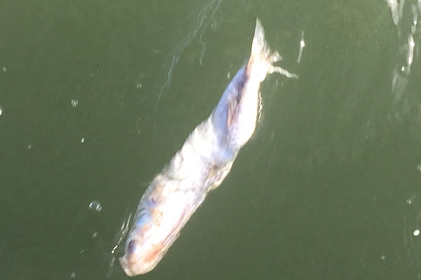 Decaying dead fish in the Indian River Lagoon.