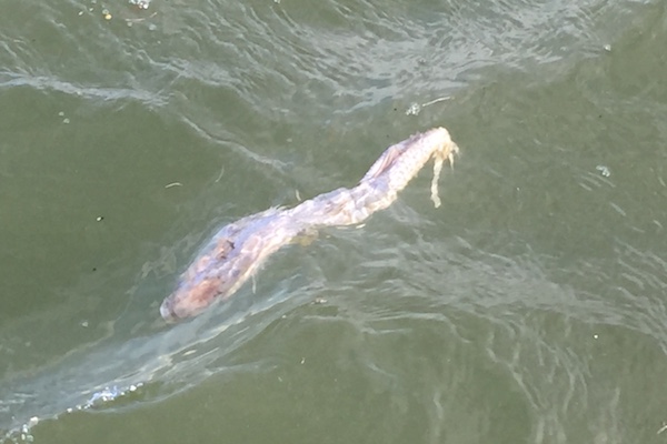 Decaying dead fish in the Indian River Lagoon.