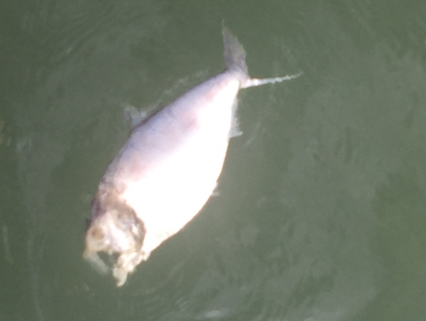 Decaying dead fish in the Indian River Lagoon.