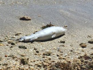 Dead fish along the banks of Indian River Lagoon in Sebastian, Florida.