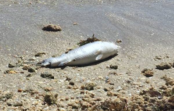 Dead fish along the banks of Indian River Lagoon in Sebastian, Florida.