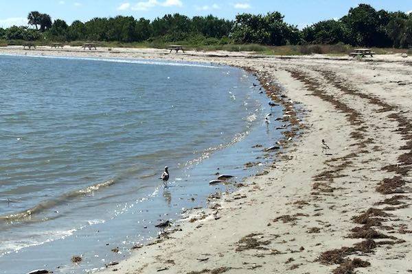 Tide Pool at the Sebastian Inlet.