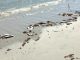 Red Tide cleanup expected this weekend at Sebastian Inlet and Vero Beach, Florida.