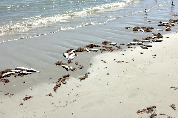 Red Tide cleanup expected this weekend at Sebastian Inlet and Vero Beach, Florida.