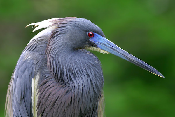FWC approves new guidelines for bird species.