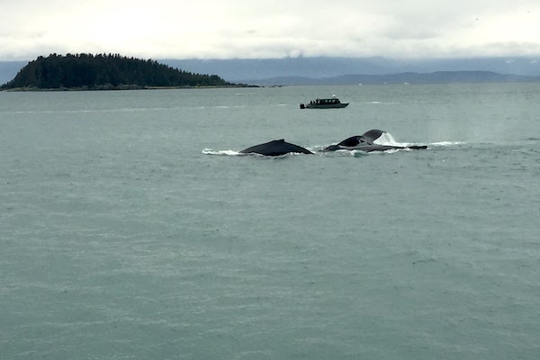 These are some pictures from our last Sebastian Daily cruise to Alaska! Whales are everywhere.