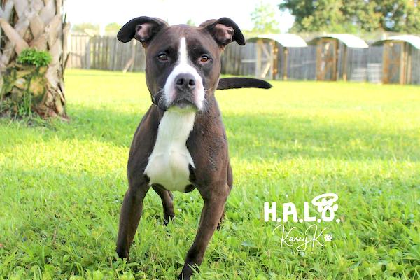 Mary Puppins has been at the Halo Rescue No-Kill Shelter since June 2018.