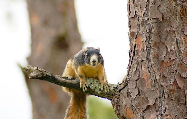 Southern fox squirrel. FWC photo by Steve Glass.