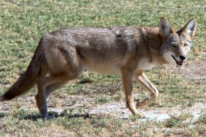 Coyotes have been a big topic of discussion in Sebastian, Florida.