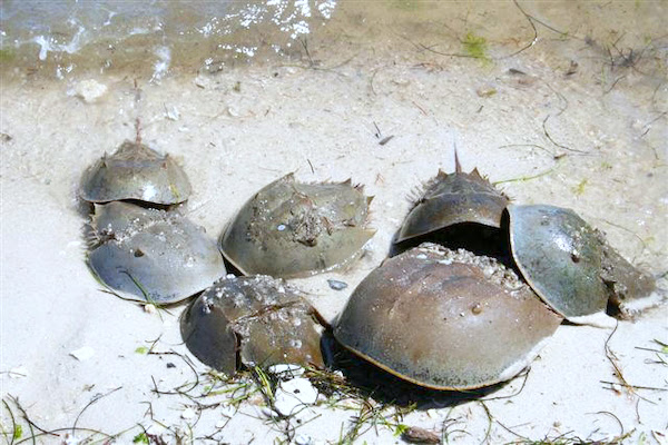 Spring is the peak Horseshoe Crab mating season for 2019 in Sebastian, Florida