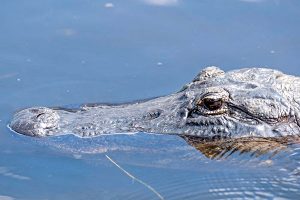 Alligator tips in Sebastian, Florida. (Photo by Andy Wraithmell/FWC)