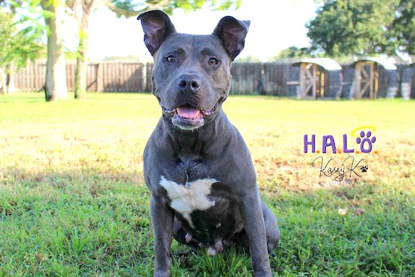 Nilla is a 4-year-old Blue Pit Bull at HALO Rescue in Sebastian, Florida.