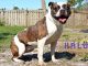 Baylee is at HALO Rescue No-Kill Shelter in Sebastian, Florida.