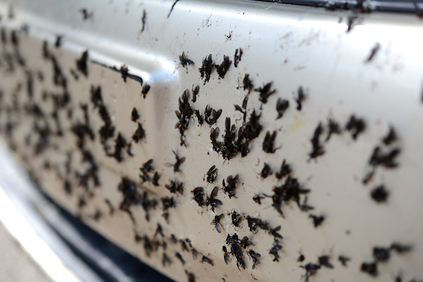 Love bugs invade Sebastian, Florida.