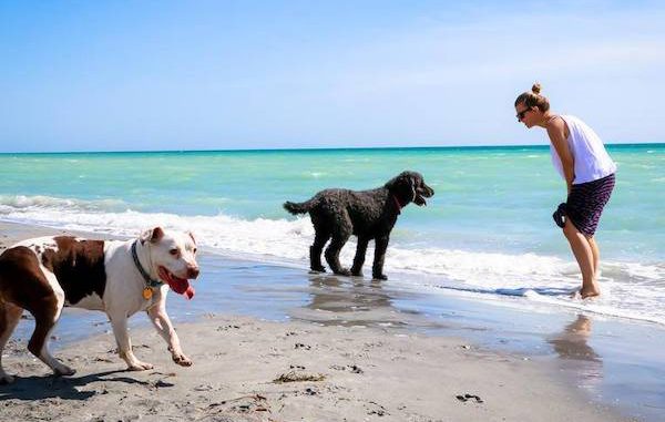 Beware of saltwater poisoning in dogs.