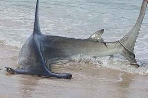 A shark caught near the Sebastian Inlet State Park.