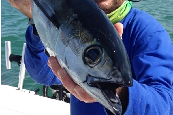 Blackfin tuna